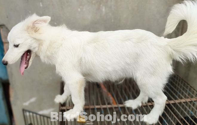 Albenian samoyed